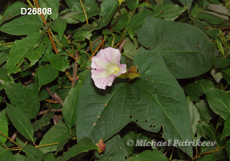 Hedge False Bindweed (Calystegia sepium)